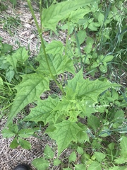 Chenopodiastrum simplex