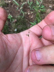 Bulbostylis capillaris