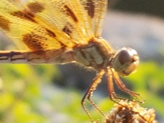 Celithemis eponina
