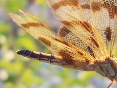 Celithemis eponina