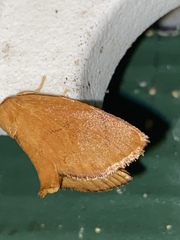 Heterogenea shurtleffi