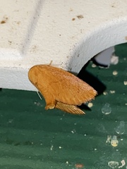 Heterogenea shurtleffi