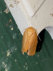 Heterogenea shurtleffi