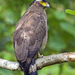 Crested Serpent-Eagle - Photo (c) Vijay Anand Ismavel, some rights reserved (CC BY-NC-SA), uploaded by Dr. Vijay Anand Ismavel MS MCh