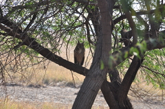 Bubo bengalensis