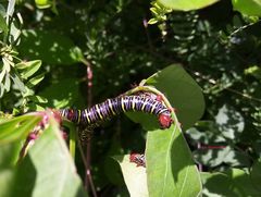 Didugua argentilinea