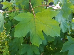 Acer pseudoplatanus