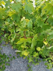 Acer pseudoplatanus