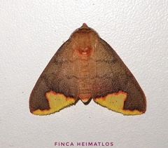 Pseudepimolis incisa