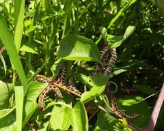 Didugua argentilinea