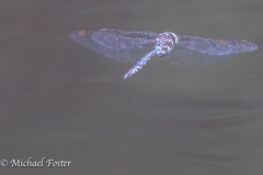 Aeshna tuberculifera