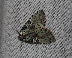 Leuconycta lepidula