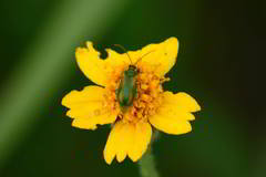 Diabrotica porracea