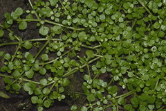 Callitriche muelleri