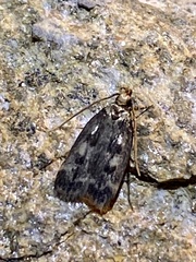 Martyringa latipennis