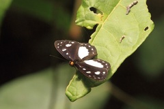 Neptis praslini