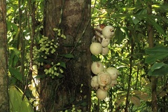 Syzygium cormiflorum