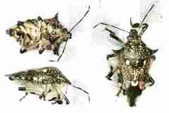 Eocanthecona furcellata