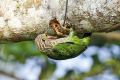 Psilopogon lineatus