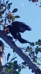 Corvus brachyrhynchos