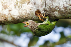 Psilopogon lineatus