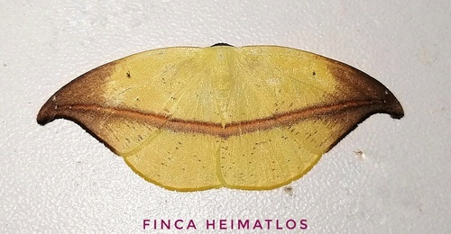 Patalene semibrunnea