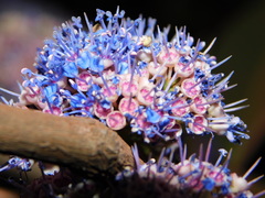 Memecylon umbellatum
