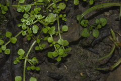 Callitriche muelleri