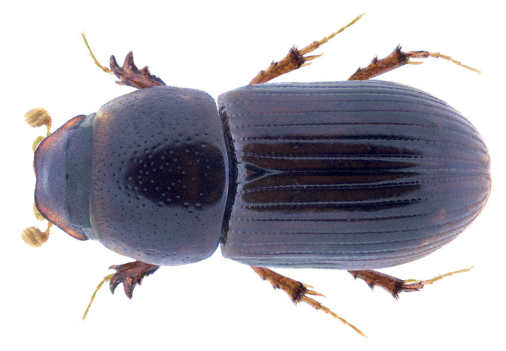 Nialaphodius nigrita