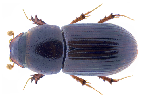 Nialaphodius nigrita