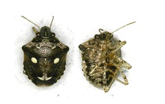 Eysarcoris guttigerus