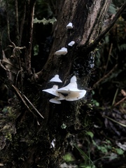 Gloeoporus phlebophorus