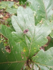 Bidentolophus bidens