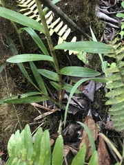 Maxillaria embreei