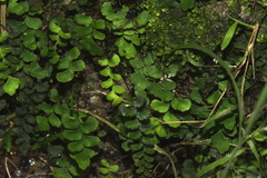 Adiantum diaphanum