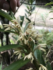 Maxillaria embreei