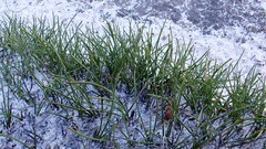 Schoenus breviculmis