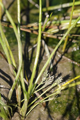 Triglochin scilloides
