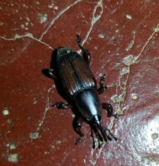 Odoiporus longicollis