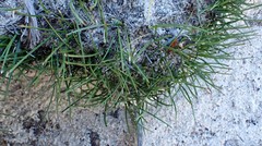 Schoenus breviculmis