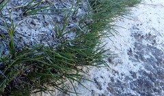 Schoenus breviculmis