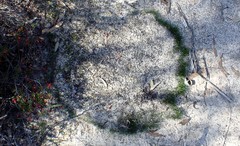 Schoenus breviculmis