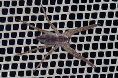 Nilus