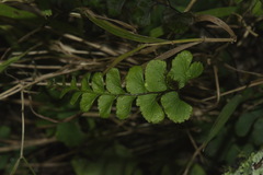 Adiantum diaphanum