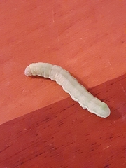 Insecta