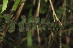 Adiantum diaphanum