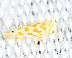 Eratoneura acantha