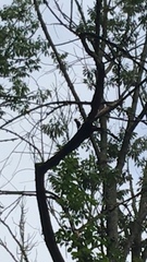 Melanerpes carolinus