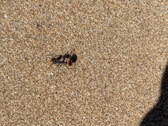 Polyrhachis ammonoeides