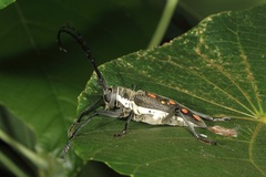Batocera frenchi